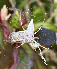 Argiope protensa
