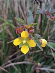 Ludwigia erecta
