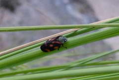 Isozulia christenseni
