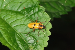 Chauliognathus flavipes