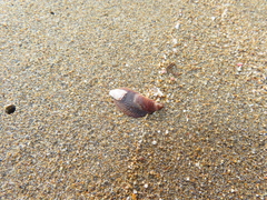 Brachidontes pharaonis