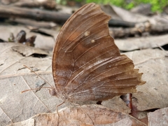 Melanitis leda leda