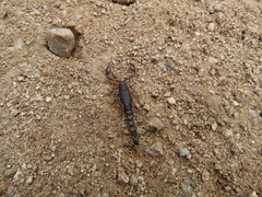 Bothriurus cordubensis