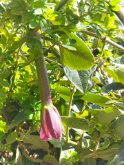 Passiflora tripartita mollissima