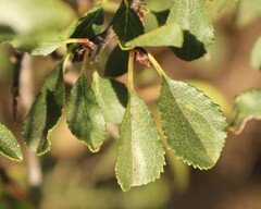 Rhamnus saxatilis