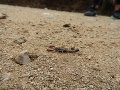 Bothriurus cordubensis