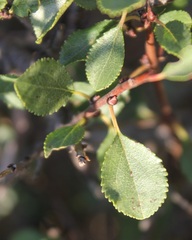 Rhamnus saxatilis