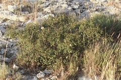 Rhamnus saxatilis