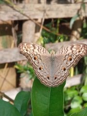 Junonia atlites atlites