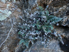 Myriopteris parryi