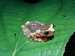 Dendropsophus sarayacuensis
