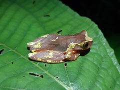 Dendropsophus sarayacuensis
