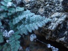 Myriopteris parryi image