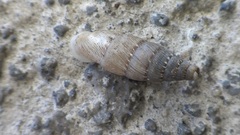 Papillifera papillaris