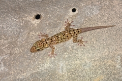 Gekko monarchus