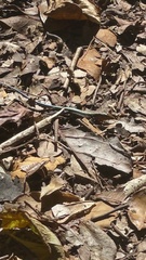 Pholidoscelis taeniurus