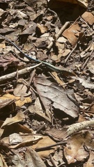 Pholidoscelis taeniurus