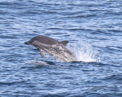 Stenella coeruleoalba