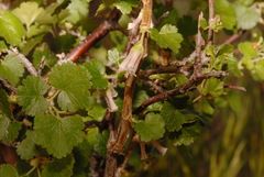 Ribes cereum cereum