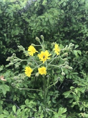 Crepis nicaeensis