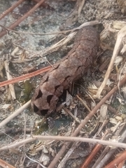 Spodoptera dolichos