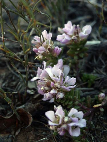 Fleeting Sunspurge (Heliophila ephemera)