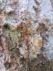 Herpothallon rubrocinctum