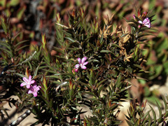 Agathosma pungens