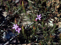 Agathosma pungens