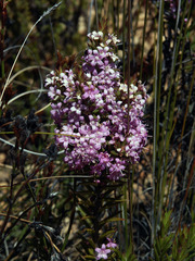Agathosma pungens