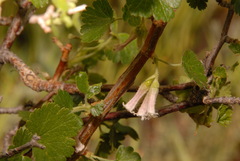 Ribes cereum cereum
