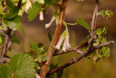 Ribes cereum cereum
