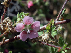 Anisodontea