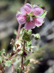 Anisodontea