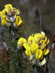 Aspalathus shawii shawii