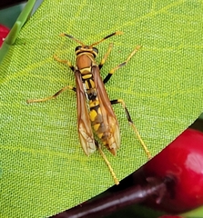 Polistes versicolor