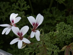 Pelargonium trifidum