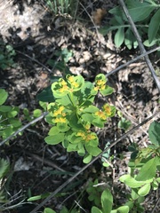 Euphorbia epithymoides