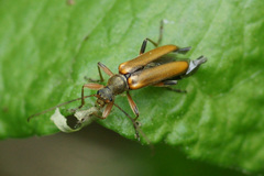 Cortodera femorata
