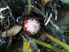 Protea scolopendriifolia
