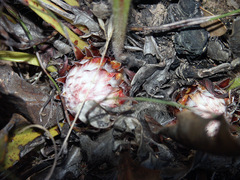Protea scolopendriifolia