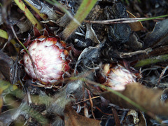 Protea scolopendriifolia
