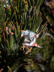 Leucadendron dregei
