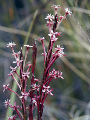 Struthiola macowanii