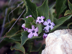 Teedia lucida