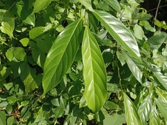 Hydnocarpus pentandrus