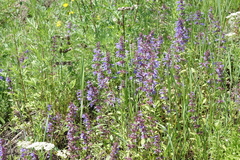 Dracocephalum nutans