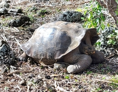Chelonoidis niger chathamensis