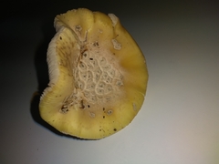 Basidiomycota