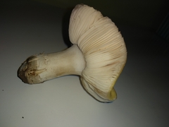 Basidiomycota